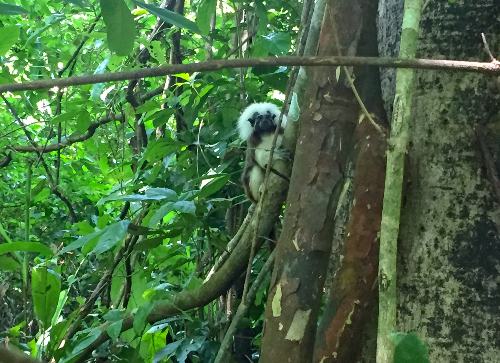Female Cotton-Top Tamarin from group 27
