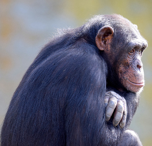 Wellington Zoo Chimpanzee