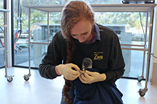 Vet Nurse Shanna feeds the Little Blue Penguin sprats which is a type of fish