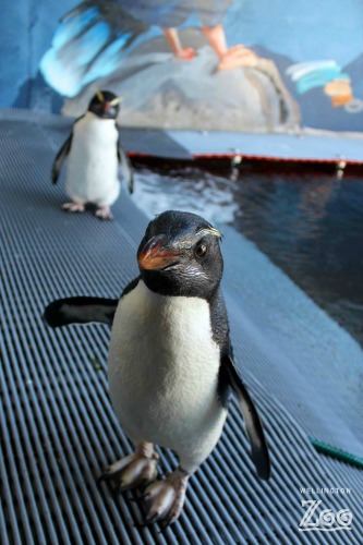 Gari front as a juvenile penguin in the salt water pool taken March 2015 