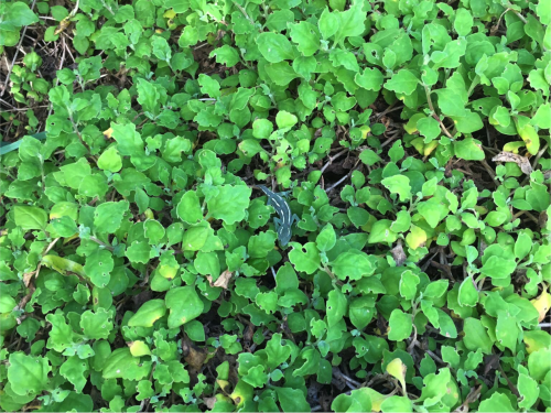 Gecko in the shrubs