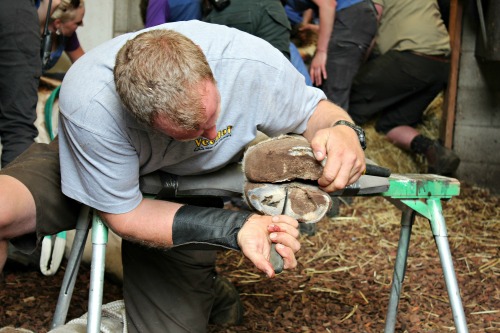 Hoof specialist Fred Hoekstra trimming one of Tisas front hooves