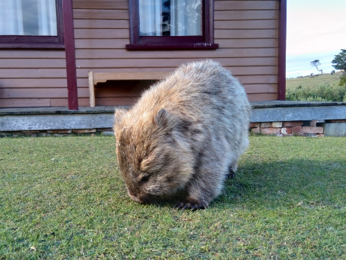 Jeff spotted many wildlife, including a Wombat!