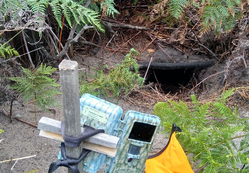 Camera trap in Frecinet National Park