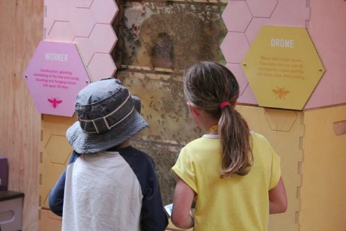Kids looking at Bees in behive