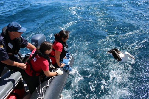 Maritime Unit and Wellington Zoo staff return the Toro to the wild