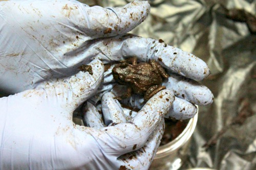 Maud Island Frog health check