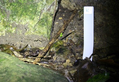 Maud Island Frog monitoring