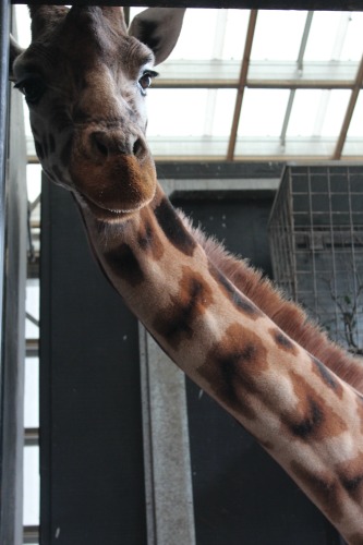 Tisa, the Zoo's eldest female Giraffe