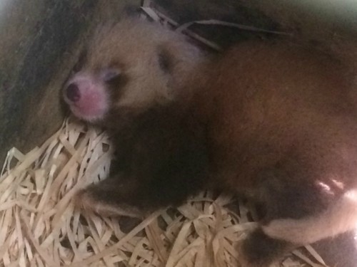 Red Panda cub at 4 days old