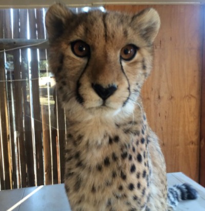 Resize Cheetah cub Bonnie