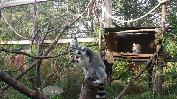 Ringtailed Lemurs at London Zoo