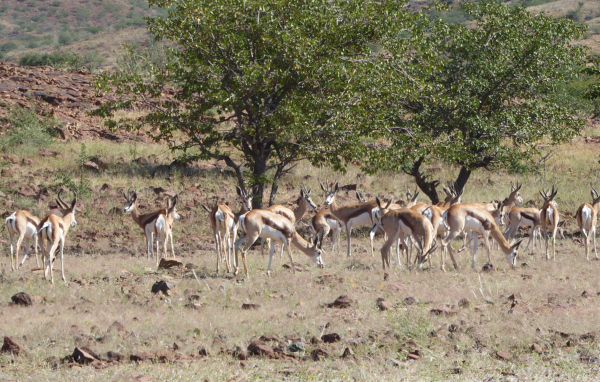 Springbok in Africa