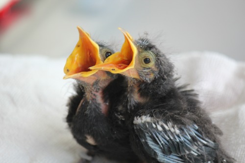 Baby Bird Season Zoo