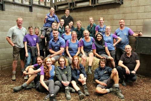 Wellington Zoo staff and specialists who worked on the Giraffe procedure