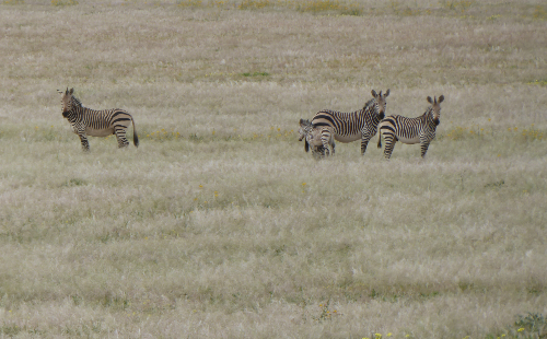 We spotted some Zebra during our surveying