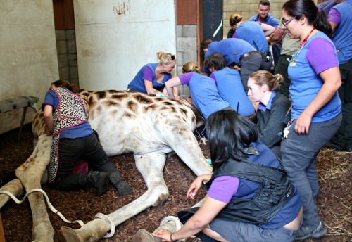 Zoo staff massage Tisa's neck to prevent kinks