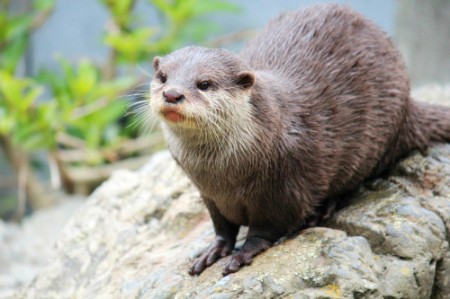 Otter NEWS