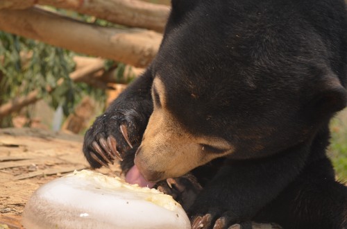 Mary the Sun Bear cub playing with ice block enrichment 