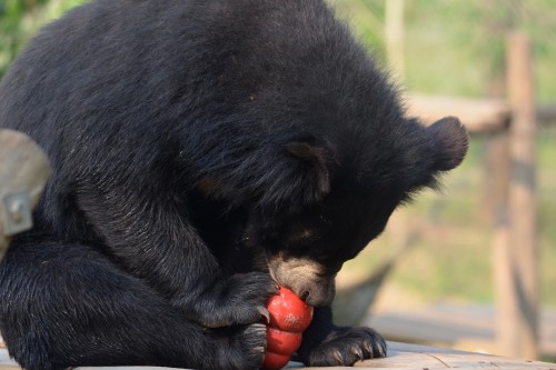 Moon Bear interacting with the kong enrichment 