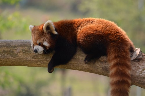 One of the Red Pandas at the Sanctuary