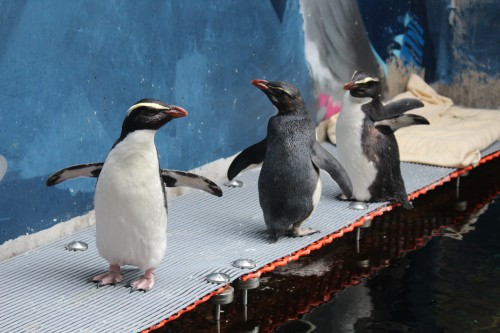 Tawaki penguins