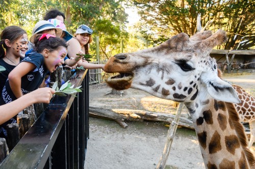 Newtown residents getting up close and personal to Zahara the Giraffe