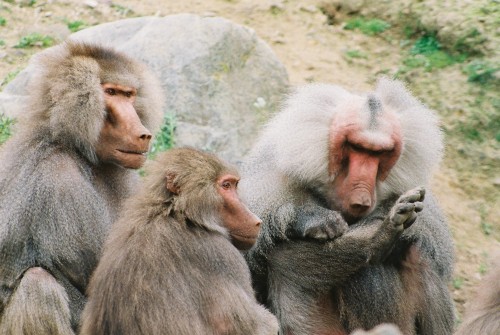 Baboons at the Zoo
