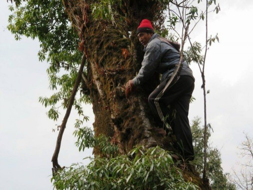 A Forest Guardian climbs a tree in the monitoring block