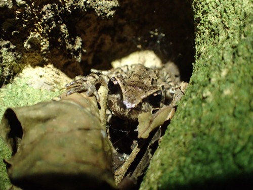 Maud Island Frogs are dark brown and nocturnal
