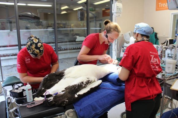Dr Lenting and her team prepare Toroa for surgery