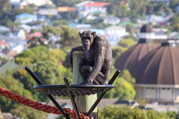 Female Chimp Jessie looking over their new habitat