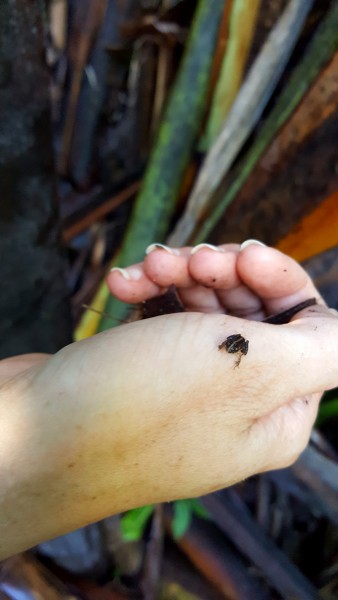 Tiny frog species that Danni spotted during her survey work