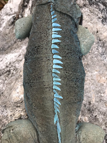 Blue Iguana close up