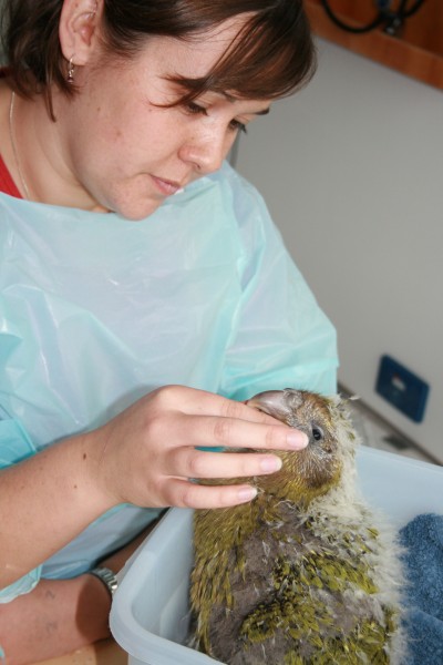 Veterinary Nurse Angelina Martelli feeds Stella the Kākāpō