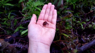 Another tiny frog spotted during survey work