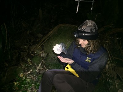 Anna identifying a Maud Island Frog
