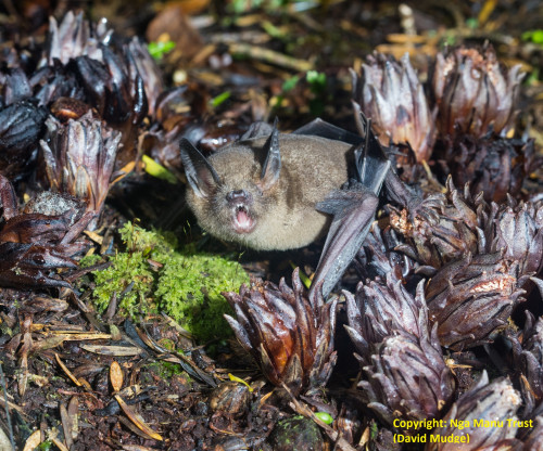 Short-tailed Bat 