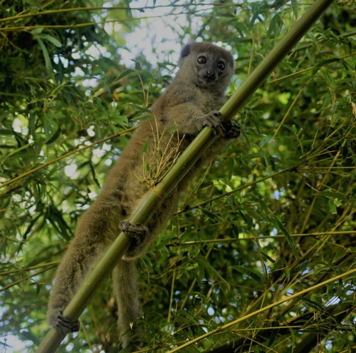 Lesser Bamboo Lemur