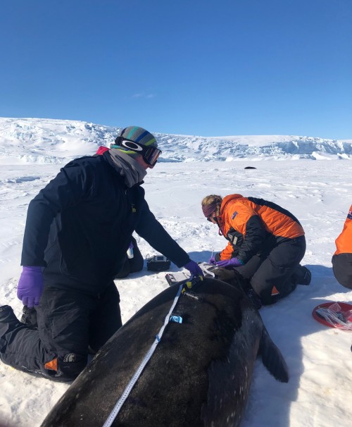 Craig and the team working on a Weddell Seal