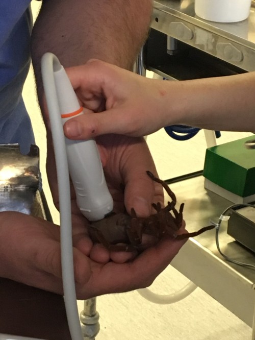 Close up of Tarantula receiving an ultrasound