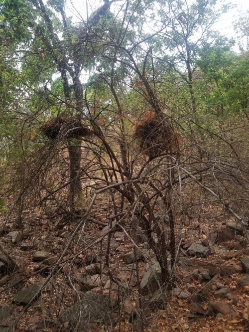 Chimp nests
