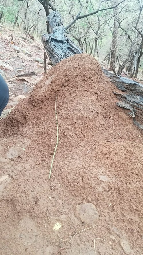 Termite mound and stick that a Chimp has used