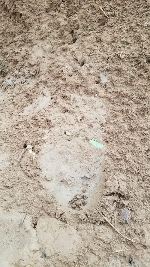 Chimp footprints 