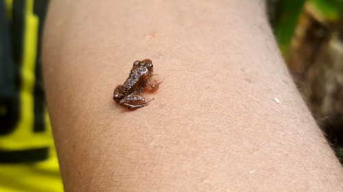 Madagascar is home to some pretty tiny frog species!