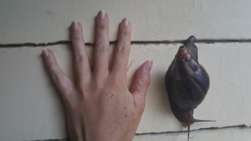 Giant African Land Snail! 