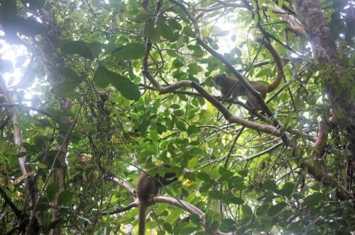 White-fronted Brown Lemurs