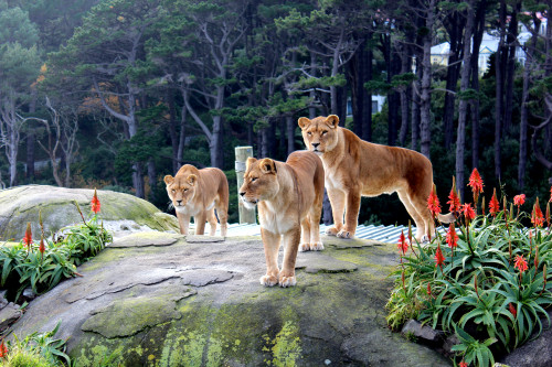 Wellington Zoo Lionesses