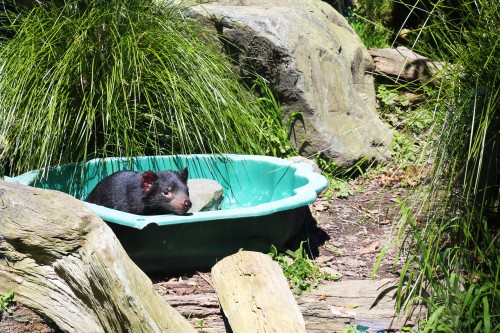 Tasmanian Devil cooling off in paddling pool