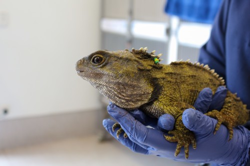 The Tuatara with a member of the Zoo Vet team